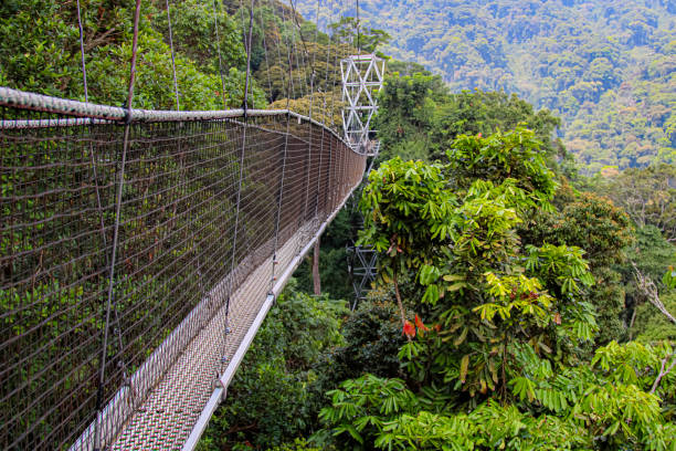 2 days nyungwe forest national park tour